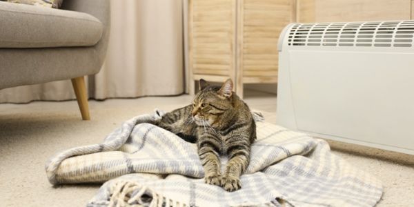 calefactor electrico animales