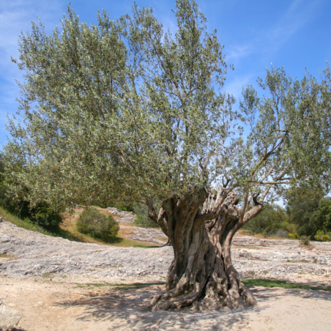 leña olivo