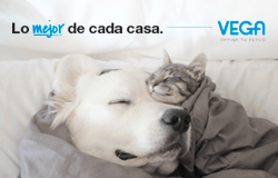 Niessen_vega-2_derecho_domotica_septiembre_2025