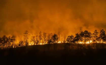 Gestión forestal y bioenergía: los mejores aliados frente al fuego en España